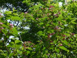 P1150089.JPG