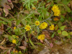 P1200718.JPG