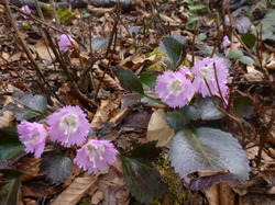 P1300266.JPG